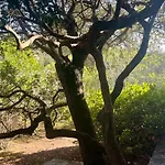 Tarco Porto-Vecchio (Corsica)